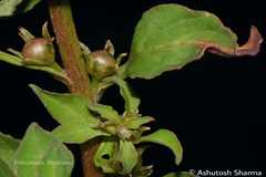 Lysimachia chenopodioides